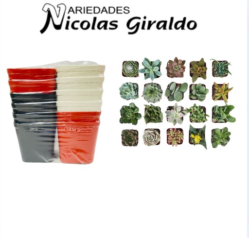 [FH036JEH] Matera suculenta cuadrada mini pqt x12